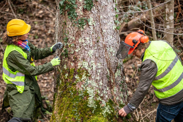 Best Tree Trimming and Pruning  in Ogden, UT