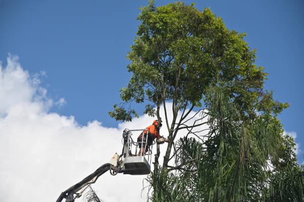 Best Tree Preservation Services  in Ogden, UT